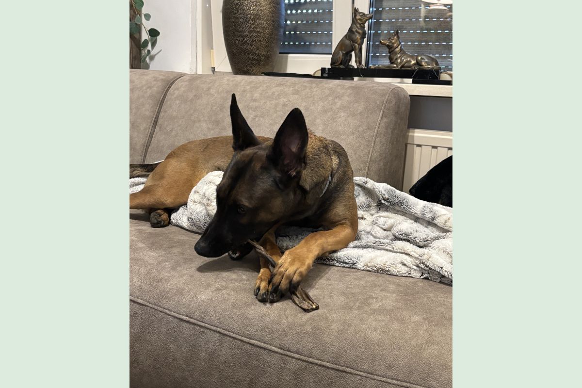 Hond met BrunosBestes snack