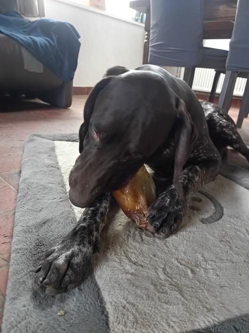 Labrador met BrunosBestes Kausnack