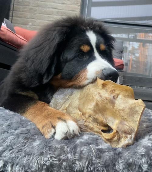 Berner Sennenhund mit BrunosBestes Kausnack